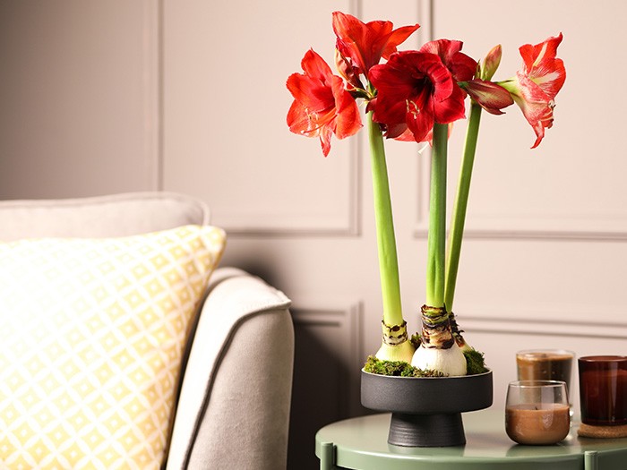 End table topped with amaryllis plants next to candles.